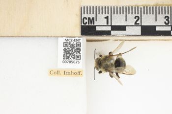 Media type: image;   Entomology 785675 Aspect: Labels